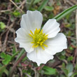 Blütenfoto Ranunculus kuepferi